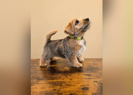 Norfolk Terrier Welpen aus der Zucht VILMHOF FCI