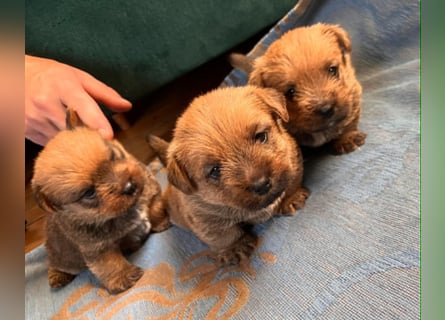 Norfolk Terrier Welpen aus der Zucht VILMHOF FCI