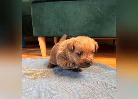Norfolk Terrier Welpen aus der Zucht VILMHOF FCI