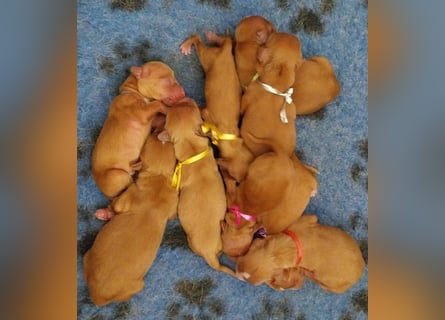 Sehr schone Nova Scotia Duck Tolling Retriever Welpen ab zu geben