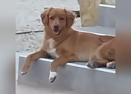 Sehr schone Nova Scotia Duck Tolling Retriever Welpen ab zu geben