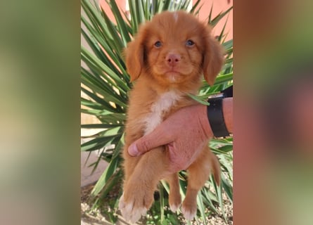 Sehr schone Nova Scotia Duck Tolling Retriever Welpen ab zu geben