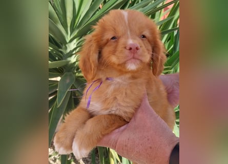 Sehr schone Nova Scotia Duck Tolling Retriever Welpen ab zu geben