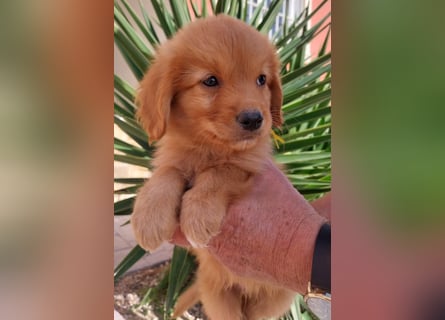 Sehr schone Nova Scotia Duck Tolling Retriever Welpen ab zu geben