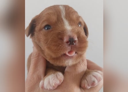 Sehr schone Nova Scotia Duck Tolling Retriever Welpen ab zu geben