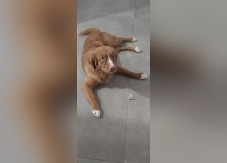 Sehr schone Nova Scotia Duck Tolling Retriever Welpen ab zu geben
