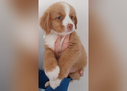Sehr schone Nova Scotia Duck Tolling Retriever Welpen ab zu geben
