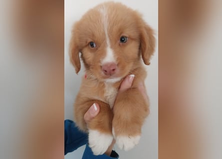 Sehr schone Nova Scotia Duck Tolling Retriever Welpen ab zu geben