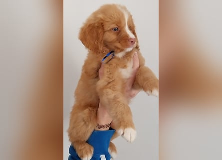 Sehr schone Nova Scotia Duck Tolling Retriever Welpen ab zu geben