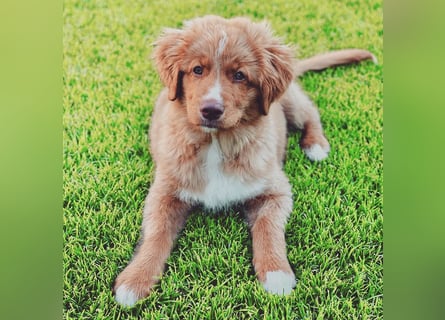 Wir erwarten bildhübsche Nova Scottia Duck Tolling Retriever