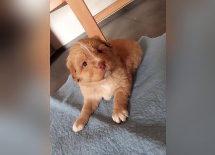 Wir erwarten bildhübsche Nova Scottia Duck Tolling Retriever