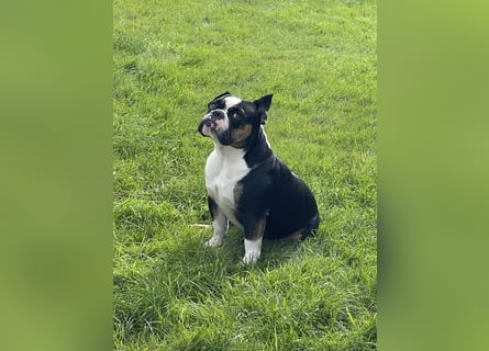 Old englische Bulldogge