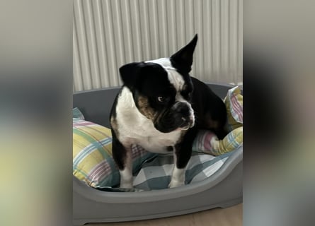 Old englische Bulldogge