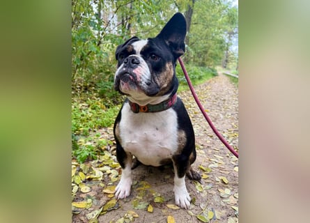 Old englische Bulldogge