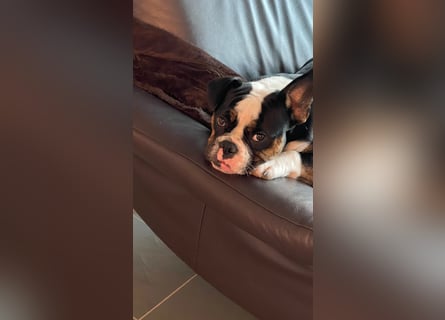 Old englische Bulldogge