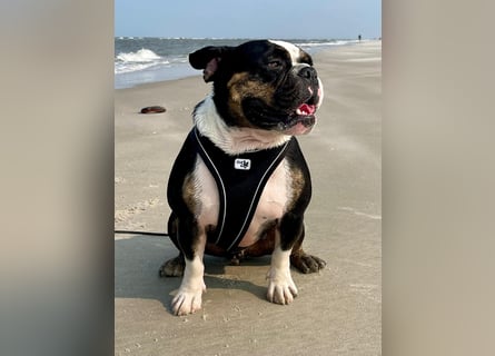 Old englische Bulldogge