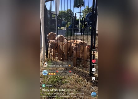 Old English Bulldog Deckrüde – kraftvoll, typvoll, kerngesund | Sunshine Bulls Linie