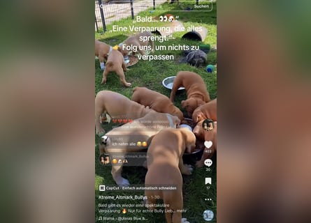 Old English Bulldog Deckrüde – kraftvoll, typvoll, kerngesund | Sunshine Bulls Linie