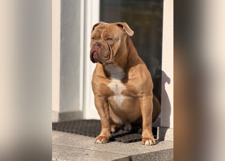 Old English Bulldog Deckrüde – kraftvoll, typvoll, kerngesund | Sunshine Bulls Linie