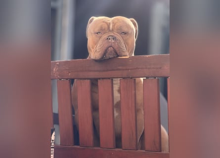 Old English Bulldog Deckrüde – kraftvoll, typvoll, kerngesund | Sunshine Bulls Linie