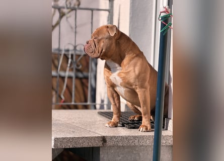 Old English Bulldog Deckrüde – kraftvoll, typvoll, kerngesund | Sunshine Bulls Linie