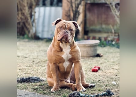 Old English Bulldog Deckrüde – kraftvoll, typvoll, kerngesund | Sunshine Bulls Linie
