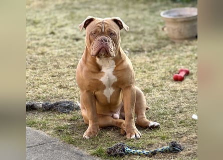 Old English Bulldog Deckrüde – kraftvoll, typvoll, kerngesund | Sunshine Bulls Linie