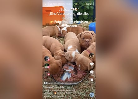 Old English Bulldog Deckrüde – kraftvoll, typvoll, kerngesund | Sunshine Bulls Linie