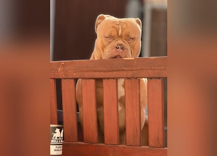 Old English Bulldog Deckrüde – kraftvoll, typvoll, kerngesund | Sunshine Bulls Linie