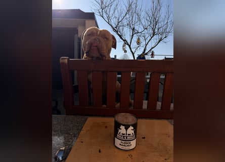 Old English Bulldog Deckrüde – kraftvoll, typvoll, kerngesund | Sunshine Bulls Linie