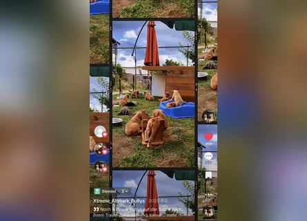 Old English Bulldog Deckrüde – kraftvoll, typvoll, kerngesund | Sunshine Bulls Linie