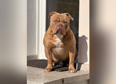 Old English Bulldog Deckrüde – kraftvoll, typvoll, kerngesund | Sunshine Bulls Linie