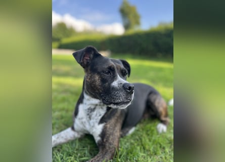 Mila sucht neues Zuhause