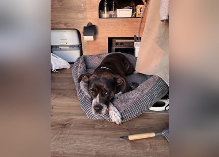 Mila sucht neues Zuhause