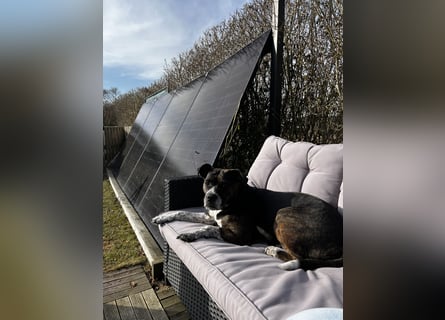Mila sucht neues Zuhause