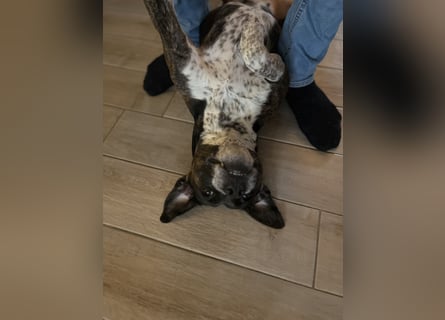 Mila sucht neues Zuhause