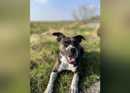 Mila sucht neues Zuhause