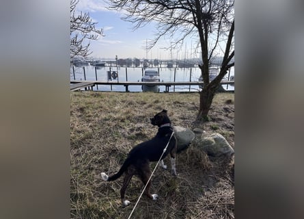 Mila sucht neues Zuhause