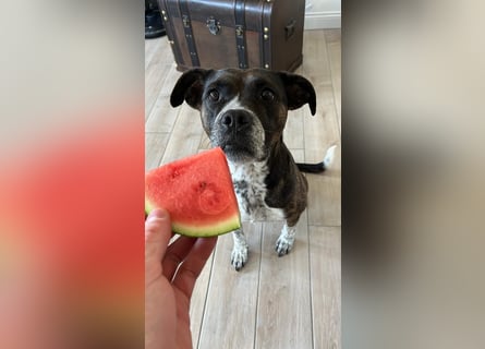 Mila sucht neues Zuhause