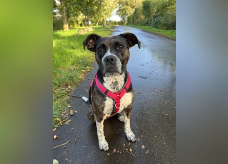 Mila sucht neues Zuhause