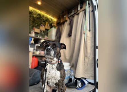 Mila sucht neues Zuhause