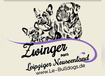 Sportliche Old English Bulldog aus seriöser Familienzucht