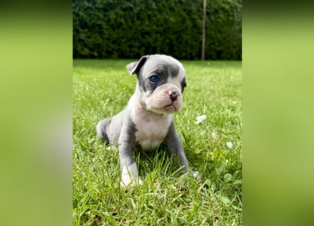Sportliche Old English Bulldog aus seriöser Familienzucht