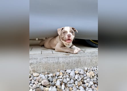 Sportliche Old English Bulldog aus seriöser Familienzucht