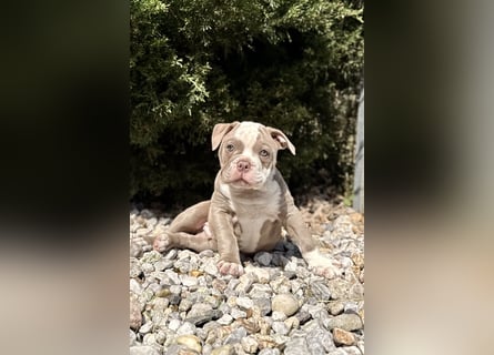 Old English Bulldog OEB Gesunde Sportliche Welpen aus seriöser Familienzucht!