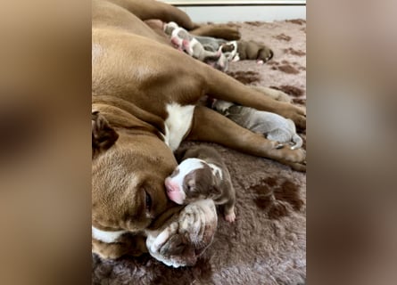 Sportliche Old English Bulldog aus seriöser Familienzucht