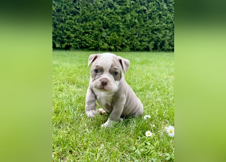Sportliche Old English Bulldog aus seriöser Familienzucht