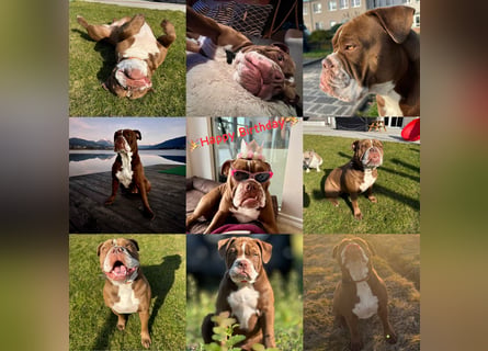 Sportliche Old English Bulldog aus seriöser Familienzucht