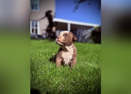 Sportliche Old English Bulldog aus seriöser Familienzucht