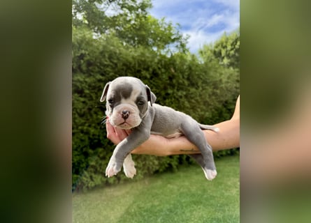 Sportliche Old English Bulldog aus seriöser Familienzucht